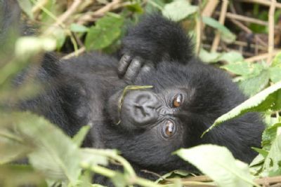 Gorilla Trekking in Rwanda