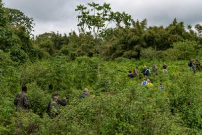 Gorilla Trekking in Rwanda