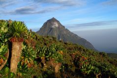 Gorilla Trekking in Rwanda