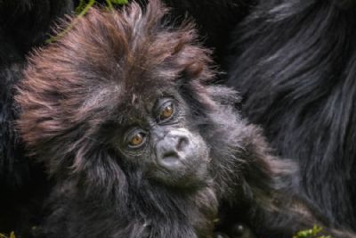 Gorilla Trekking in Rwanda