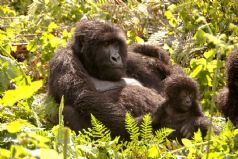 Gorilla Trekking in Rwanda