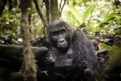 Gorilla Trekking in Uganda