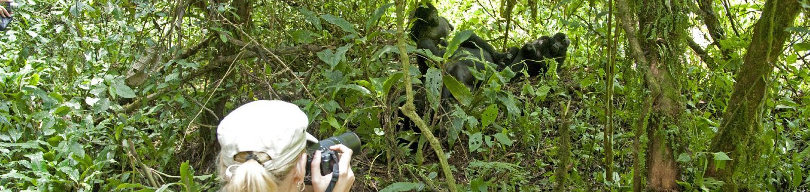 Gorilla Trekking in Uganda