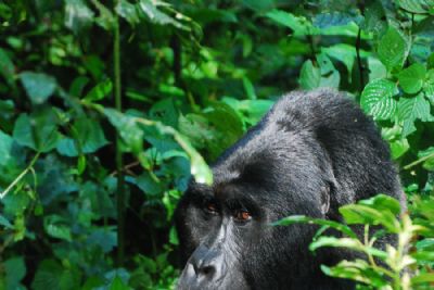 Gorilla Trekking in Uganda