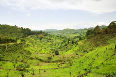 Gorilla Trekking in Uganda