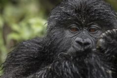 Gorillas of Rwanda