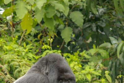 Gorillas of Rwanda