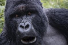 Gorillas of Rwanda