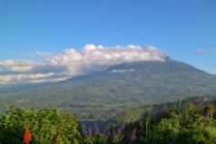 Gorillas of Rwanda