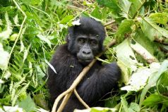 Gorillas of Uganda