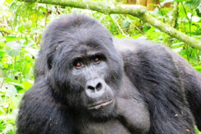 Gorillas of Uganda