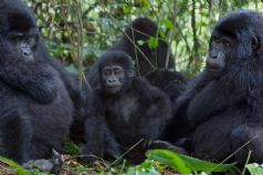 Gorillas of Uganda