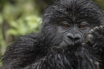 Gorillas of Rwanda