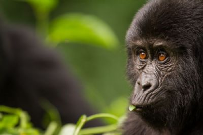 Rwanda Gorilla Trekking Adventure