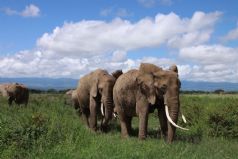 More Cape Town & Madikwe