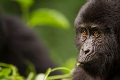 Rwanda Gorilla Trekking Adventure