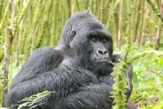 Rwanda Gorilla Trekking Adventure