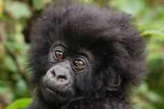 Rwanda Gorilla Trekking Adventure