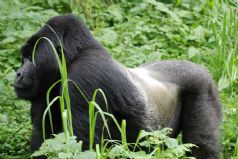 Rwanda Gorilla Trekking Adventure