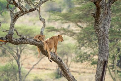 Tanzania SkySafari