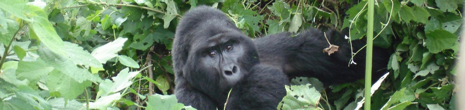 Uganda Gorilla Trekking Adventure