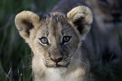 Ultimate Southern Africa Safari