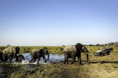 Zimbabwe and Botswana In-Style