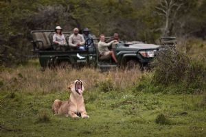 &Beyond Phinda Mountain Lodge