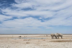 Anderssons at Ongava