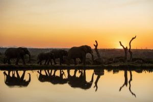 Jabulani Safari