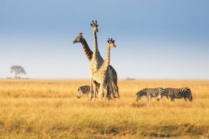 Chobe Game Lodge