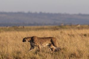 Elewana Elephant Pepper Camp