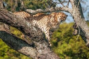 Elewana Elephant Pepper Camp