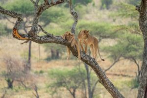 Elewana Serengeti Migration Camp