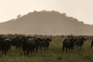 Elewana Serengeti Pioneer Camp