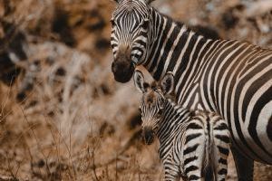 Finch Hattons Luxury Tented Camp