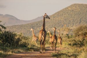 Finch Hattons Luxury Tented Camp