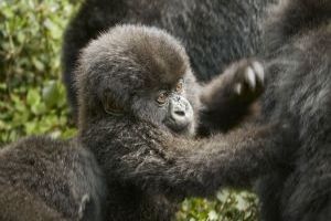 One&Only Gorilla's Nest