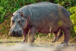 Belmond Khwai River Lodge