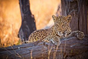 Belmond Khwai River Lodge