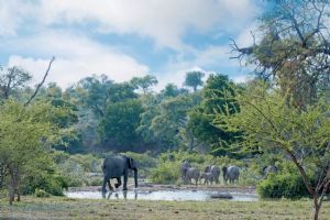 Kings Camp Private Game Reserve