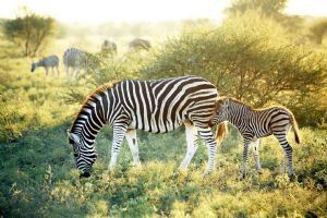 Madikwe Hills Private Game Lodge