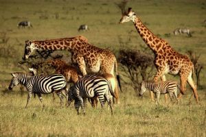 Mahali Mzuri