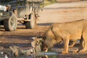 Ongava Game Lodge