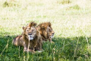 Singita Sabora Tented Camp