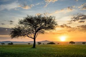 Singita Sabora Tented Camp