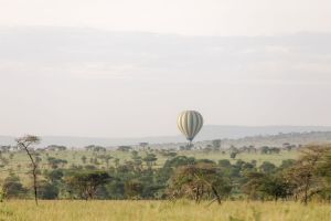 Roving Bushtops