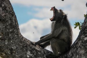 Sabi Sabi Bush Lodge