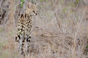 Sabi Sabi Bush Lodge