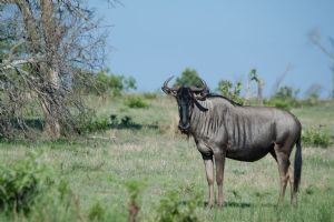 Sabi Sabi Bush Lodge